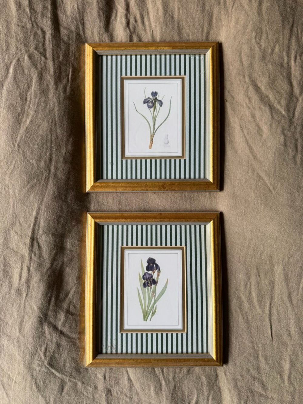 Framed Botanical Iris Flower Prints with Striped Accent